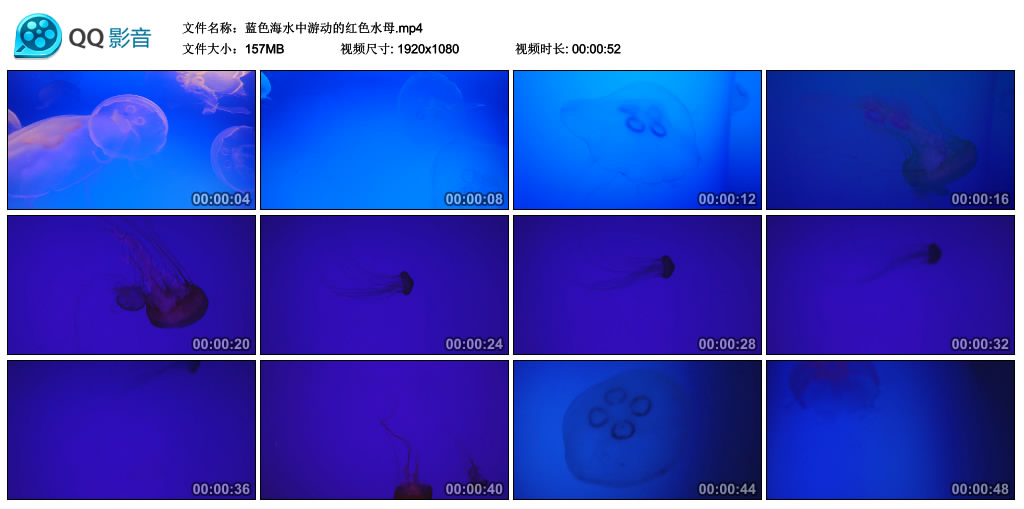 【高清实拍素材】蓝色海水中游动的红色水母 视频素材-第1张