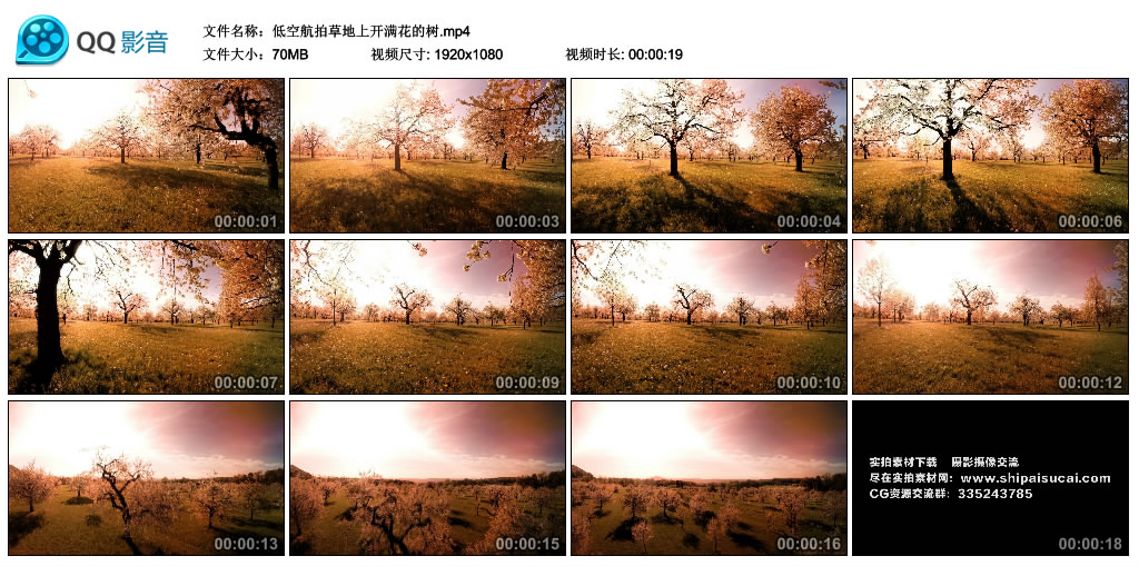 高清实拍视频素材丨低空航拍草地上开满花的树 视频素材-第1张