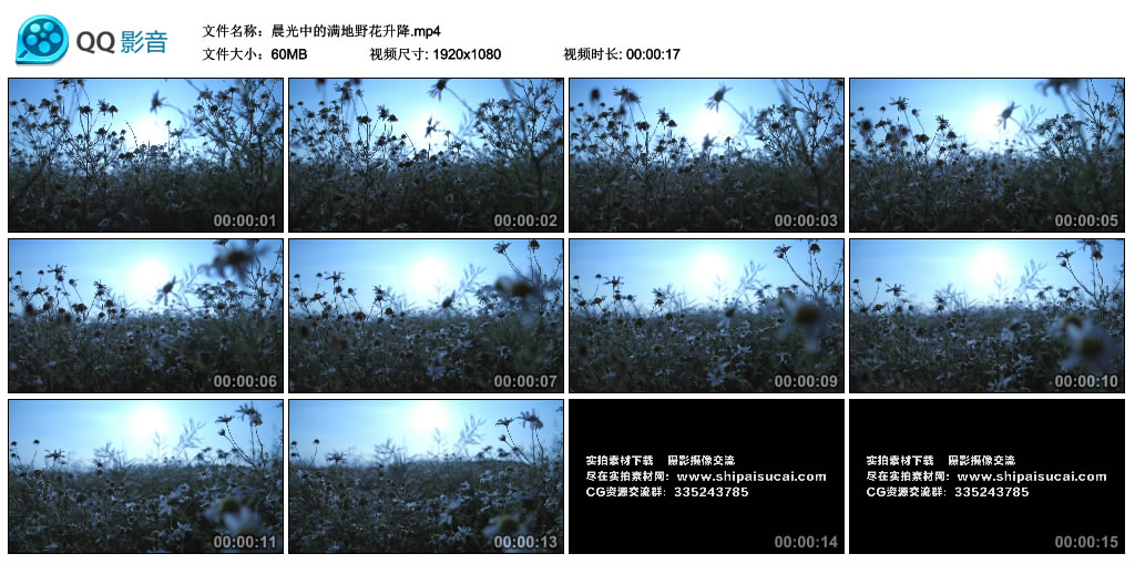 高清实拍视频素材丨晨光中的满地野花升降 视频素材-第1张