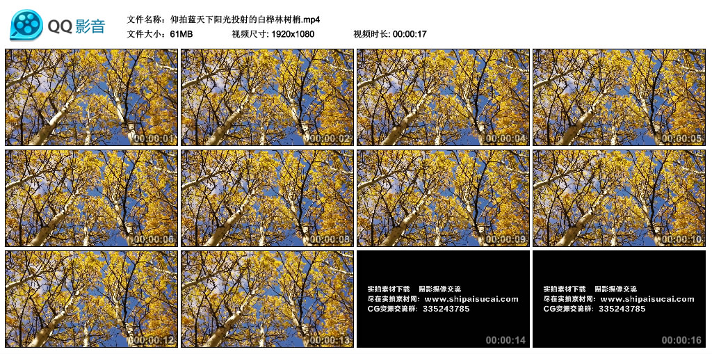 高清实拍视频丨仰拍蓝天下阳光投射的白桦林树梢 视频素材-第1张