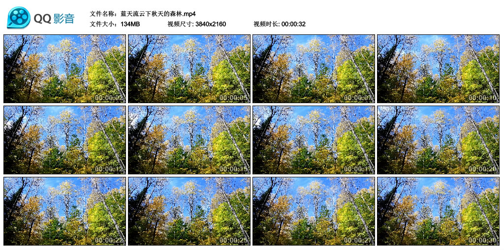 4K视频丨蓝天流云下秋天的森林 4K视频-第1张