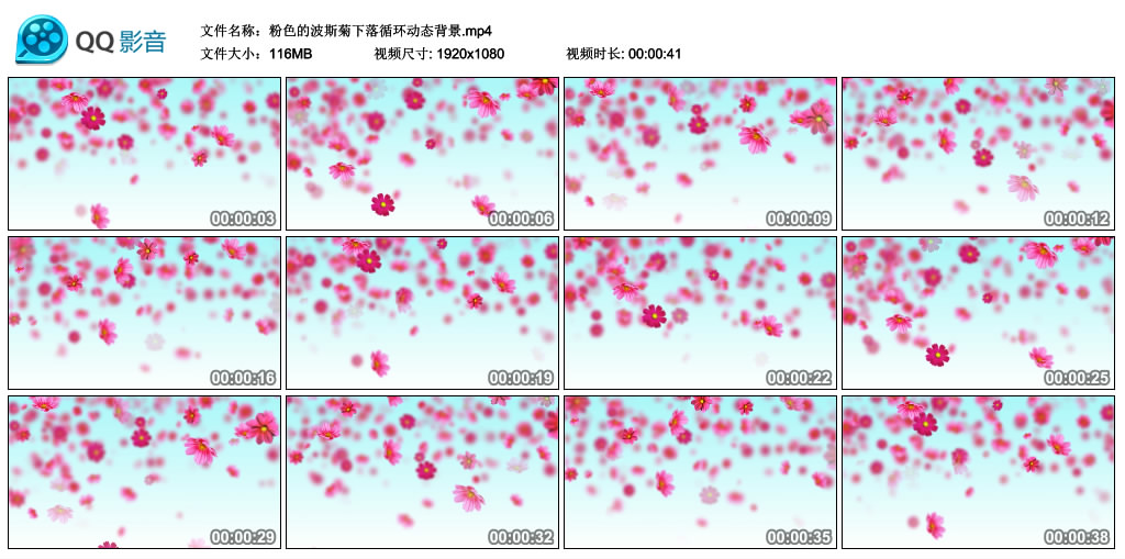 高清动态视频丨粉色的波斯菊下落循环动态背景 视频素材-第1张