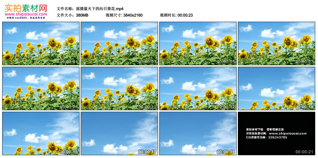 4K视频素材丨摇摄蓝天下的向日葵花 4K视频-第1张