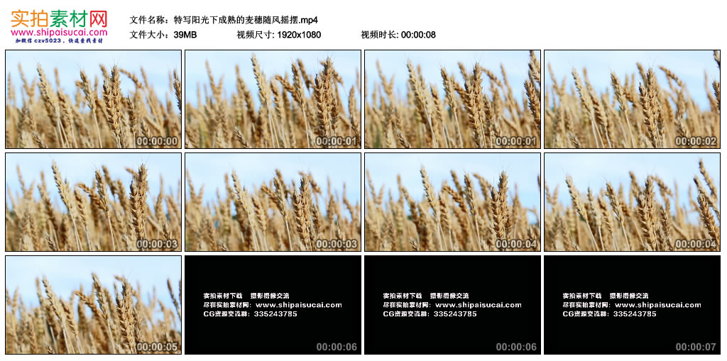 高清实拍视频丨特写阳光下成熟的麦穗随风摇摆 视频素材-第1张