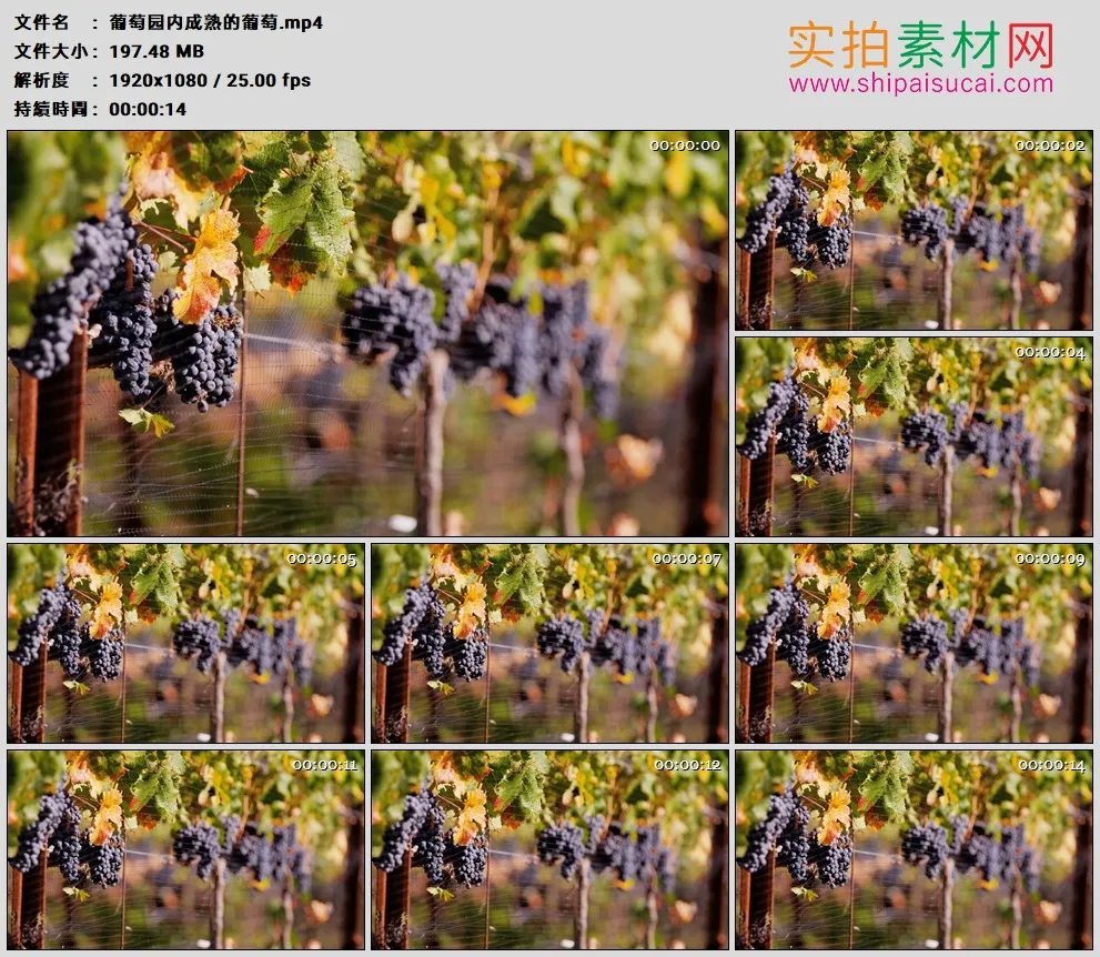 高清实拍视频素材丨葡萄园内成熟的葡萄