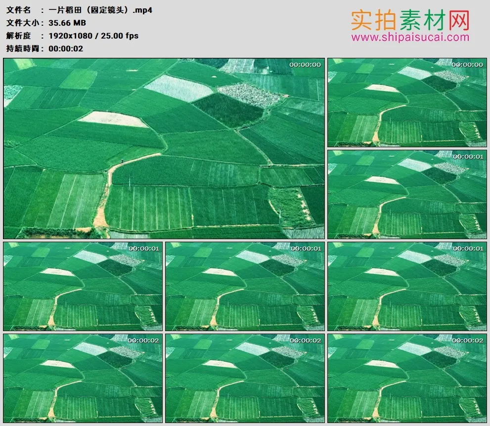 高清实拍视频素材丨一大片绿色的稻田