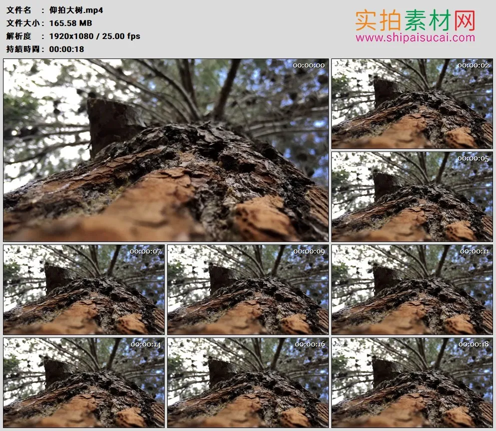 高清实拍视频素材丨仰拍大树