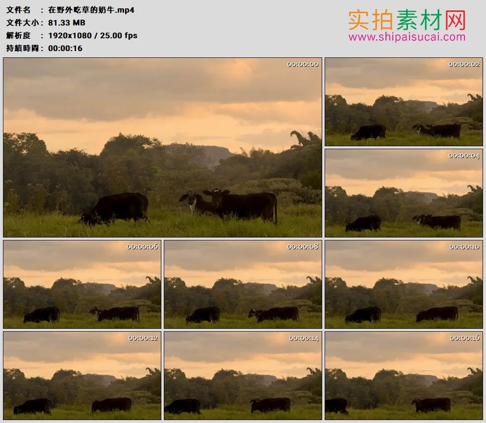 高清实拍视频素材丨在野外吃草的奶牛