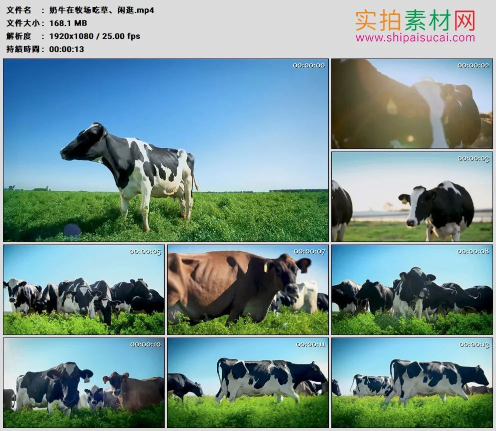 高清实拍视频素材丨奶牛在牧场里吃草 闲逛
