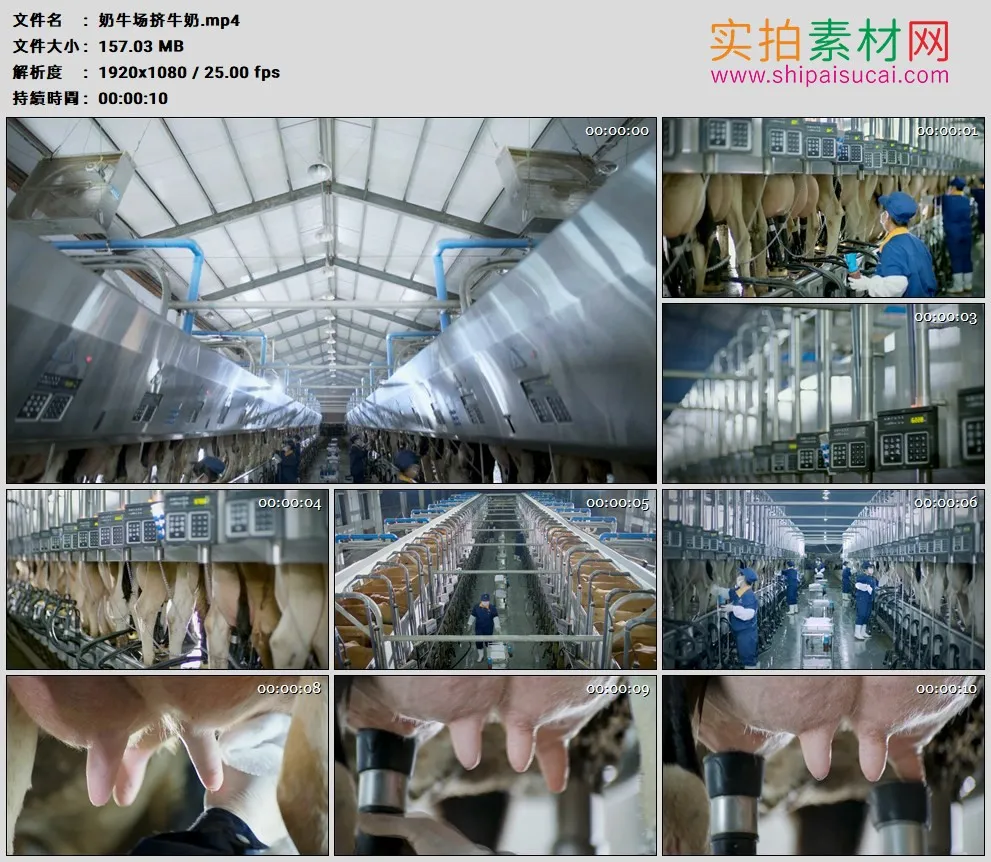 高清实拍视频素材丨奶牛养殖场里挤牛奶