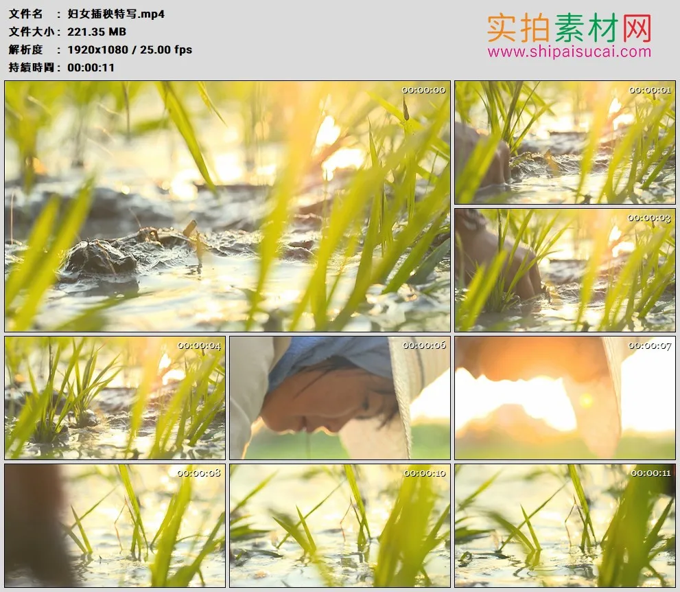 高清实拍视频素材丨特写女子在稻田里插秧
