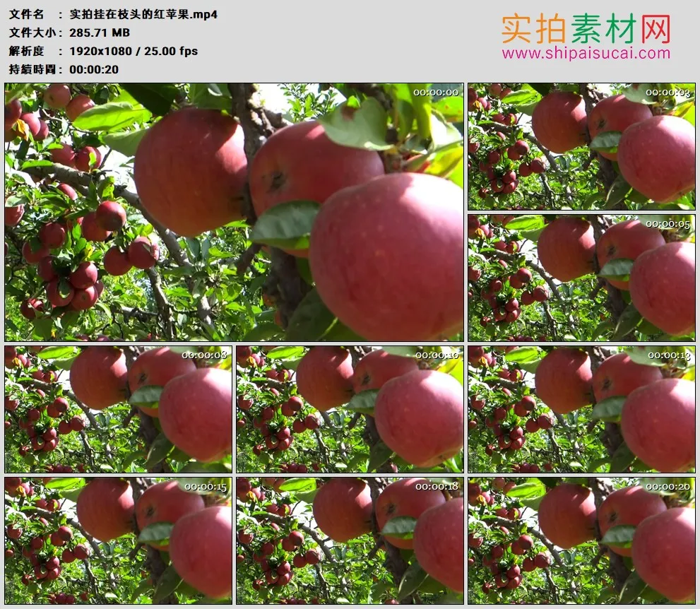 高清实拍视频素材丨实拍挂在枝头的红苹果