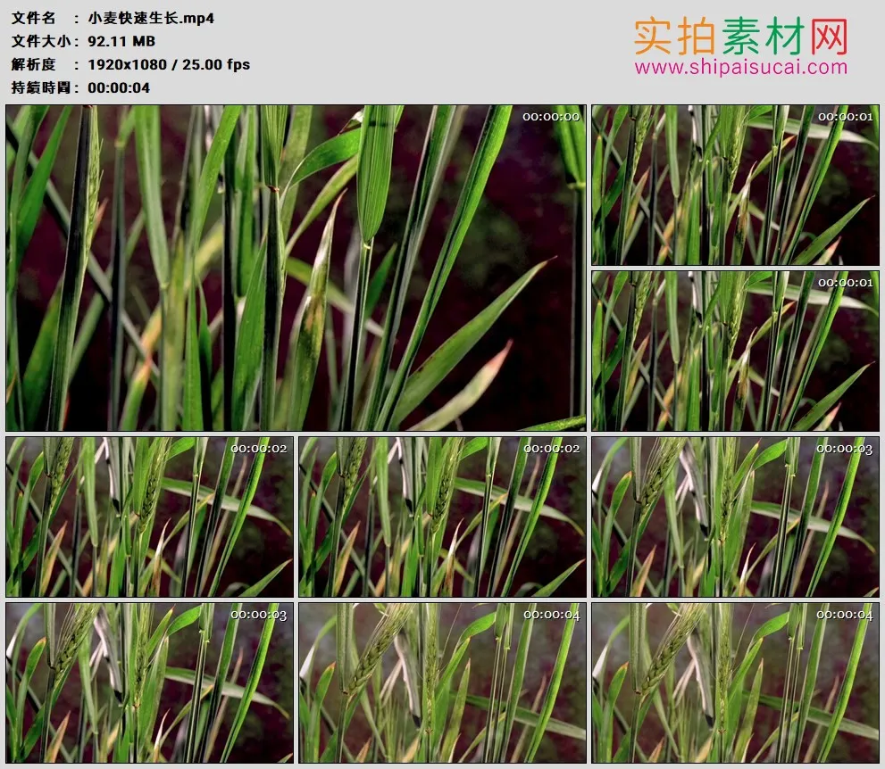 高清实拍视频素材丨小麦快速拔节生长 青色的麦穗生长