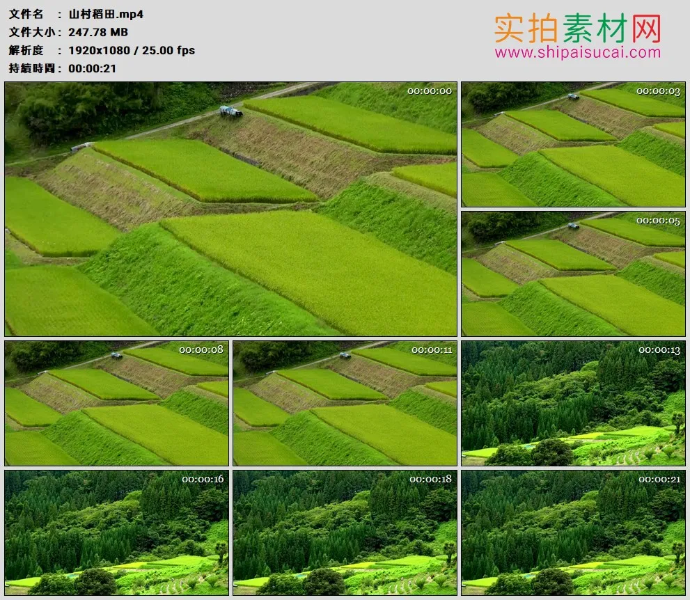 高清实拍视频素材丨乡村绿油油的稻田