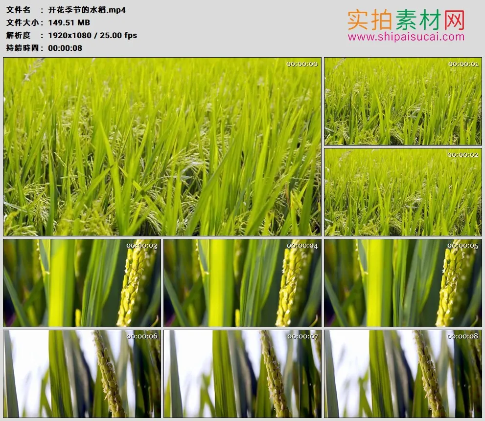 高清实拍视频素材丨开花季节稻田里的水稻和扬花的谷穗