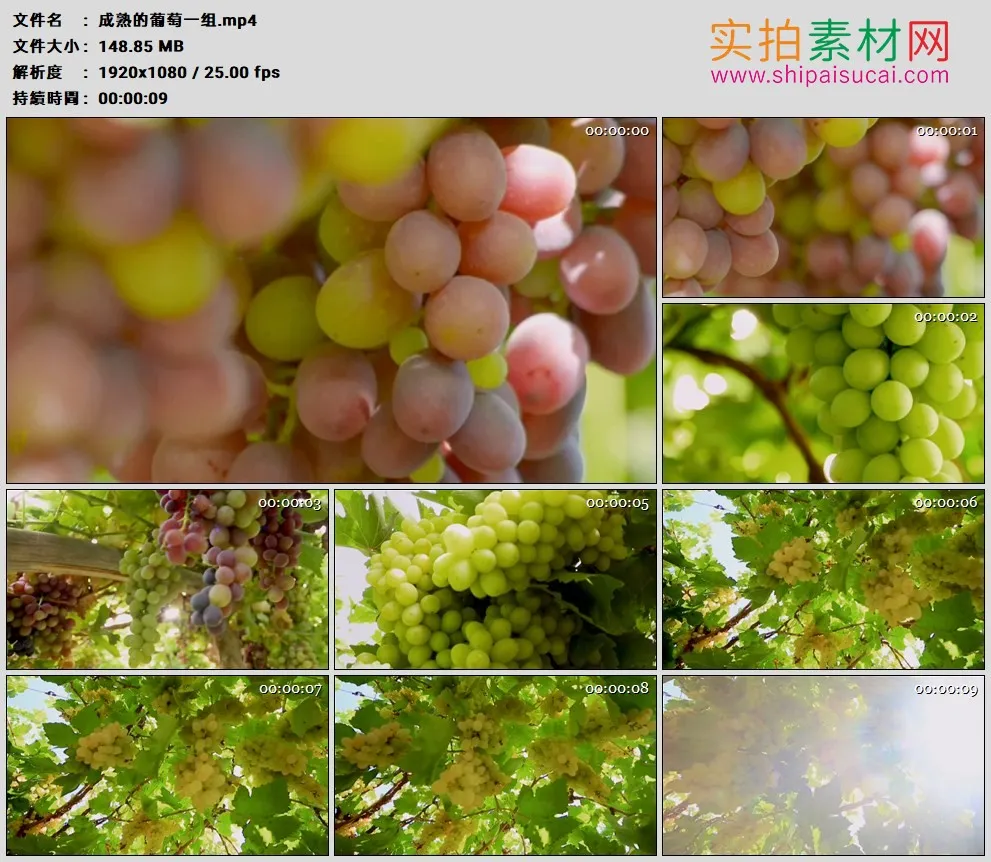 高清实拍视频素材丨特写挂在葡萄架上一串串成熟的葡萄