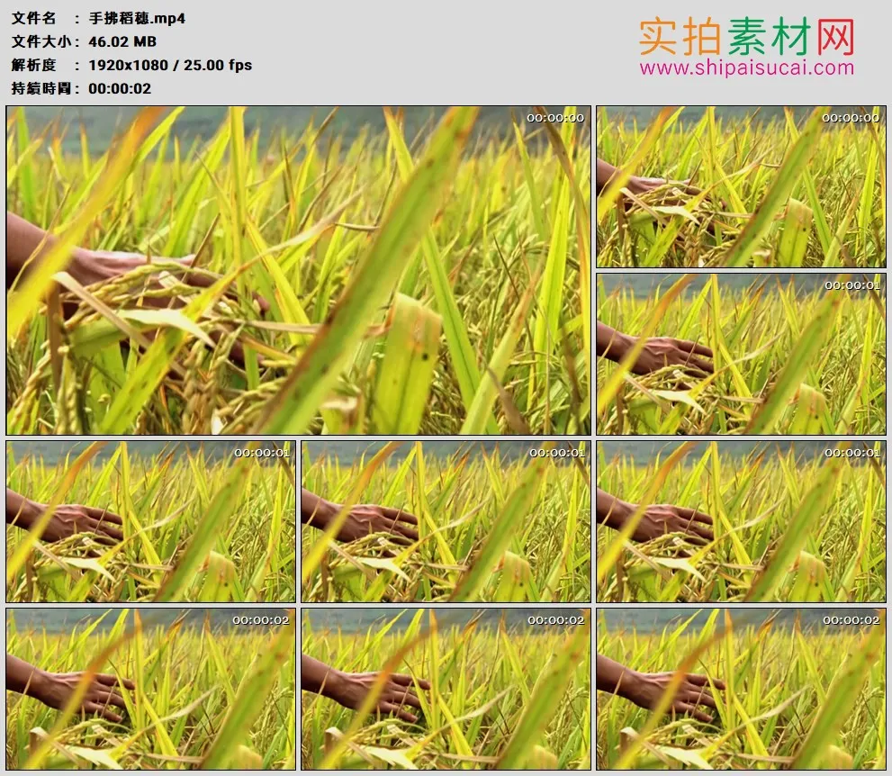 高清实拍视频素材丨特写用手拂稻田里的稻穗