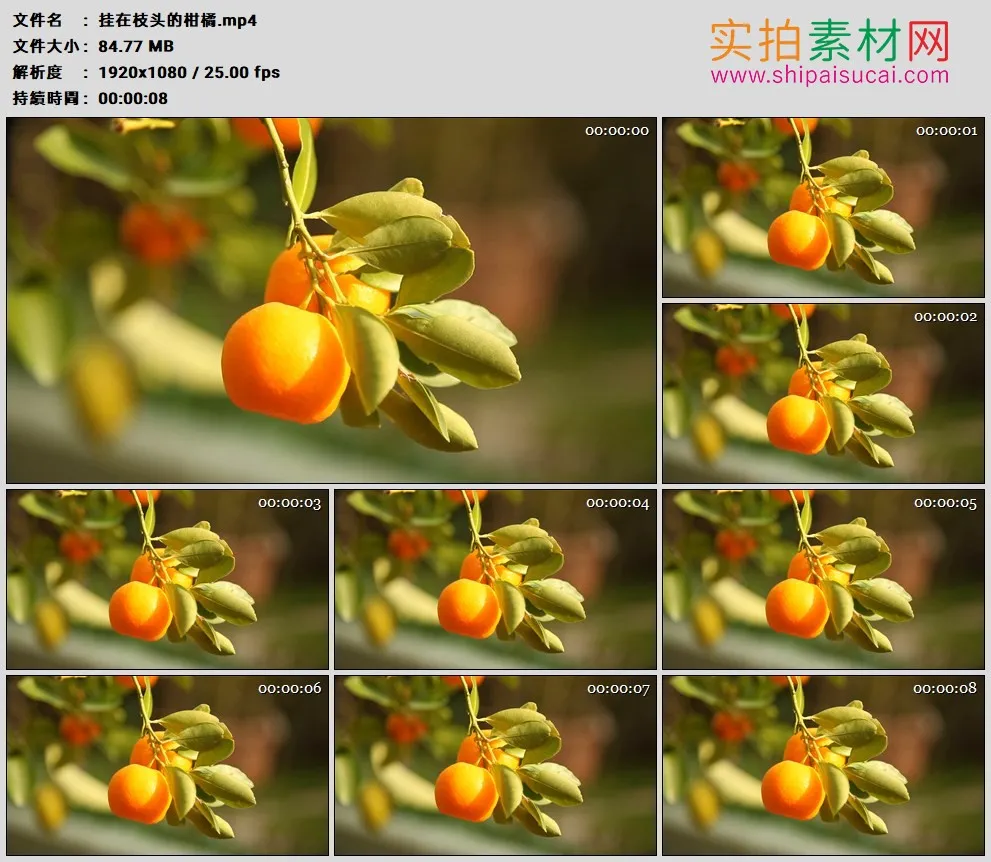 高清实拍视频素材丨挂在枝头的柑橘