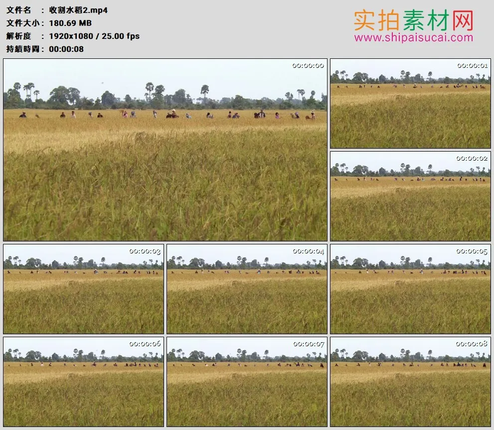 高清实拍视频素材丨在成熟的稻田里收割水稻