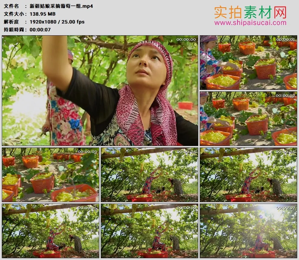 高清实拍视频素材丨葡萄园里新疆姑娘采摘葡萄视频素材一组