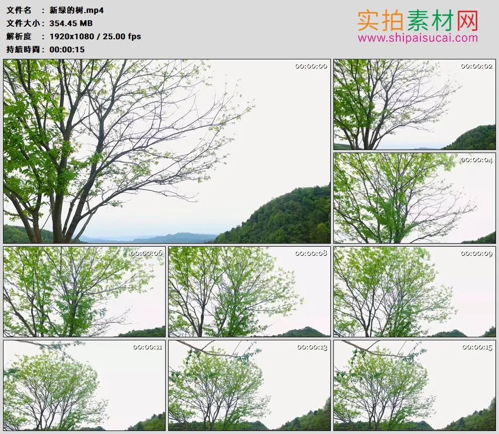 高清实拍视频素材丨Osmo拍摄春天长出绿叶的树木