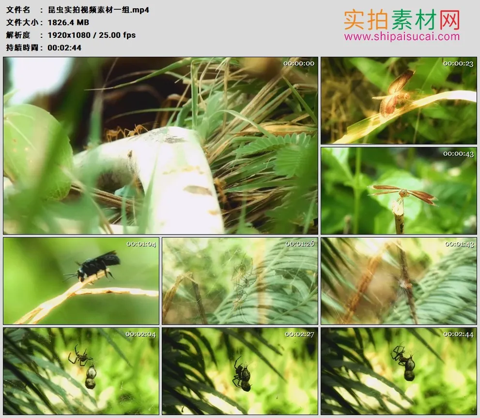 高清实拍视频素材丨昆虫实拍视频素材一组