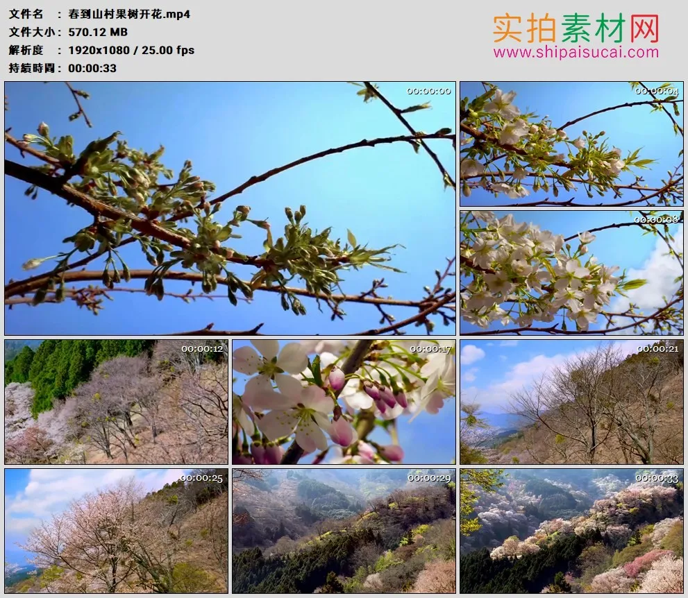 高清实拍视频素材丨春到山村果树开花延时摄影