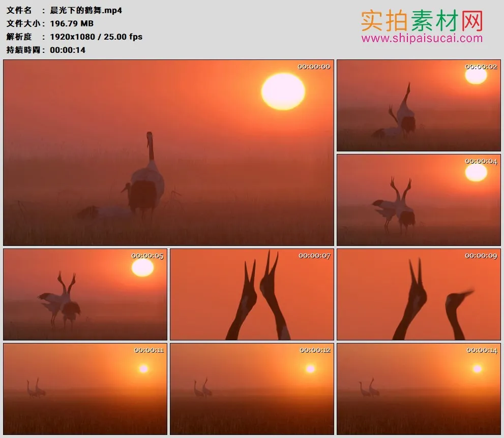 高清实拍视频素材丨晨光下的鹤舞