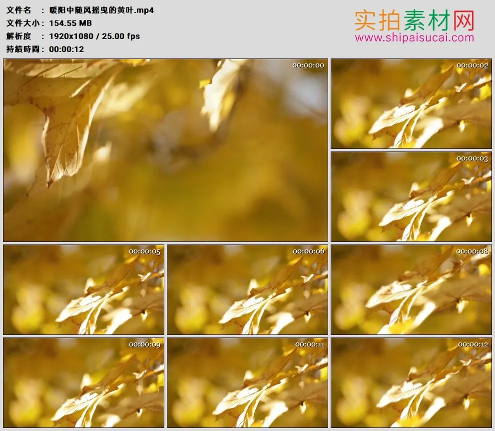 高清实拍视频素材丨暖阳中随风摇曳的黄色树叶