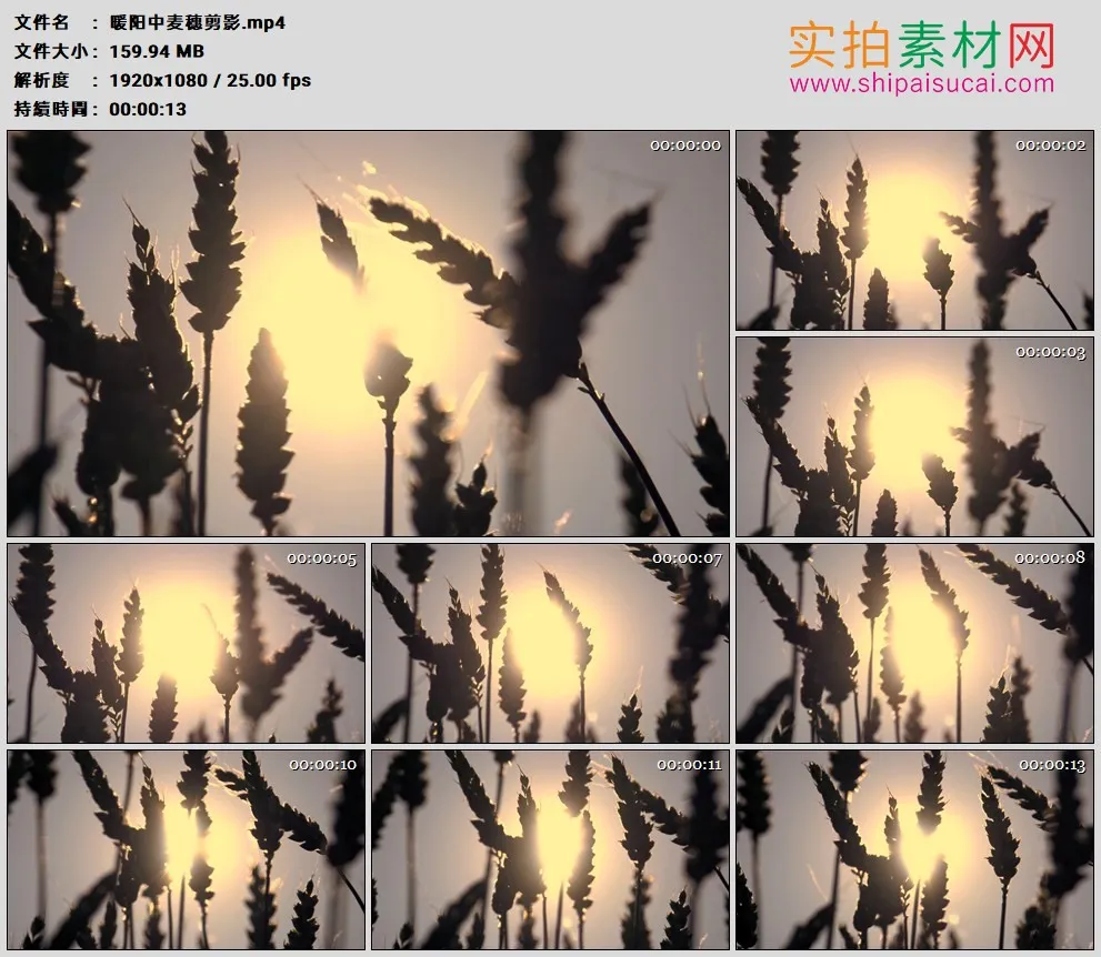 高清实拍视频素材丨晴天暖阳中的麦穗剪影