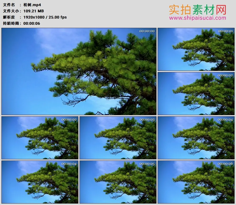 高清实拍视频素材丨松树
