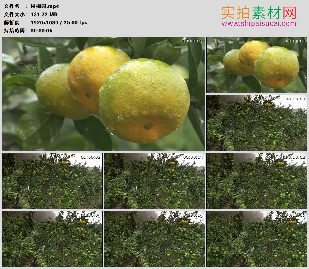 高清实拍视频素材丨柑橘园里果树上挂着黄澄澄的柑橘
