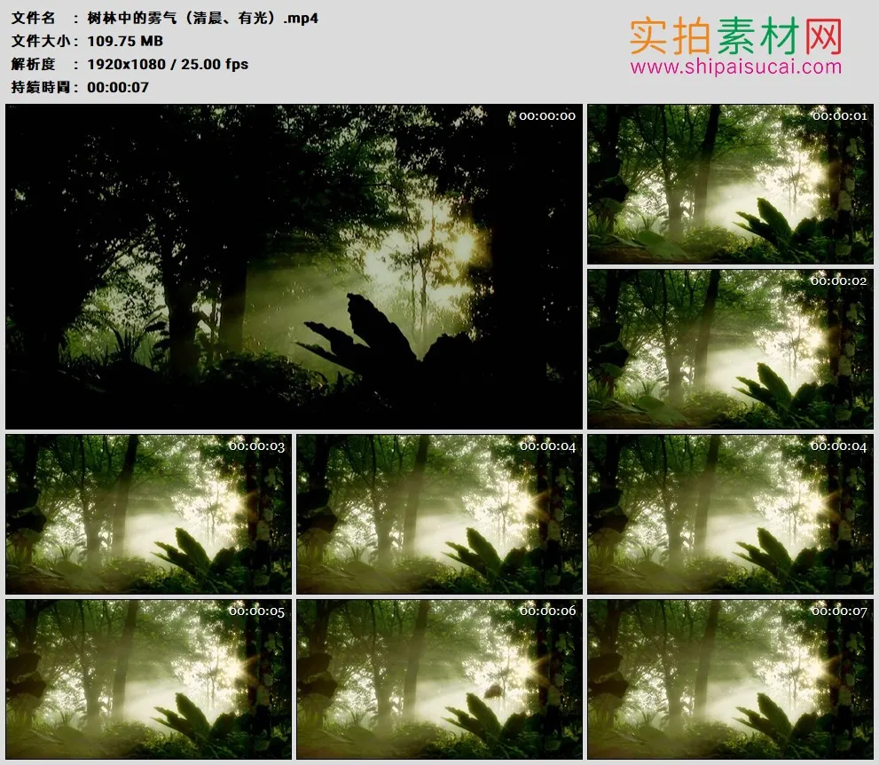 高清实拍视频素材丨阳光照射树林中氤氲的雾气