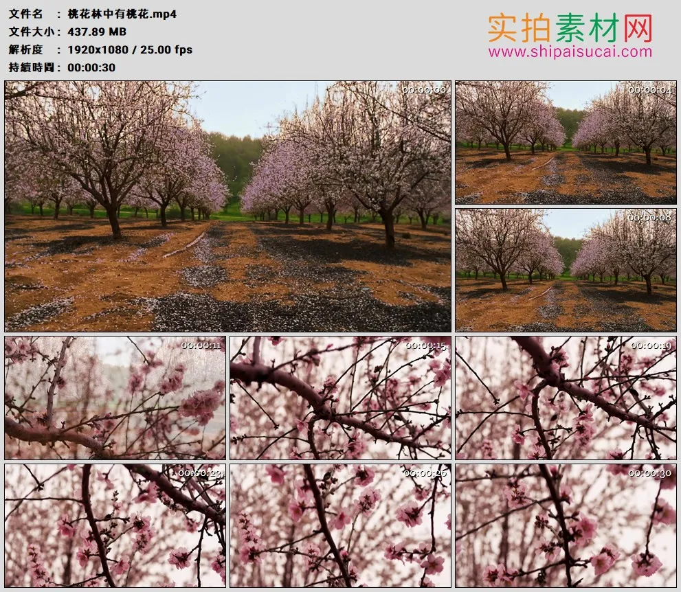 高清实拍视频素材丨桃花林中有桃花