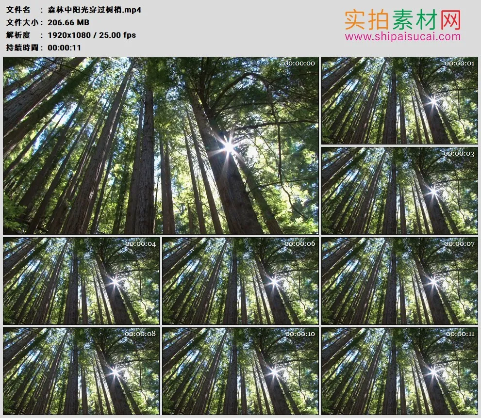 高清实拍视频素材丨森林中阳光穿过树梢照射下来