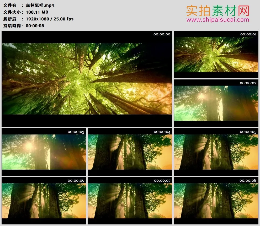 高清实拍视频素材丨阳光透过树梢树枝照射下来