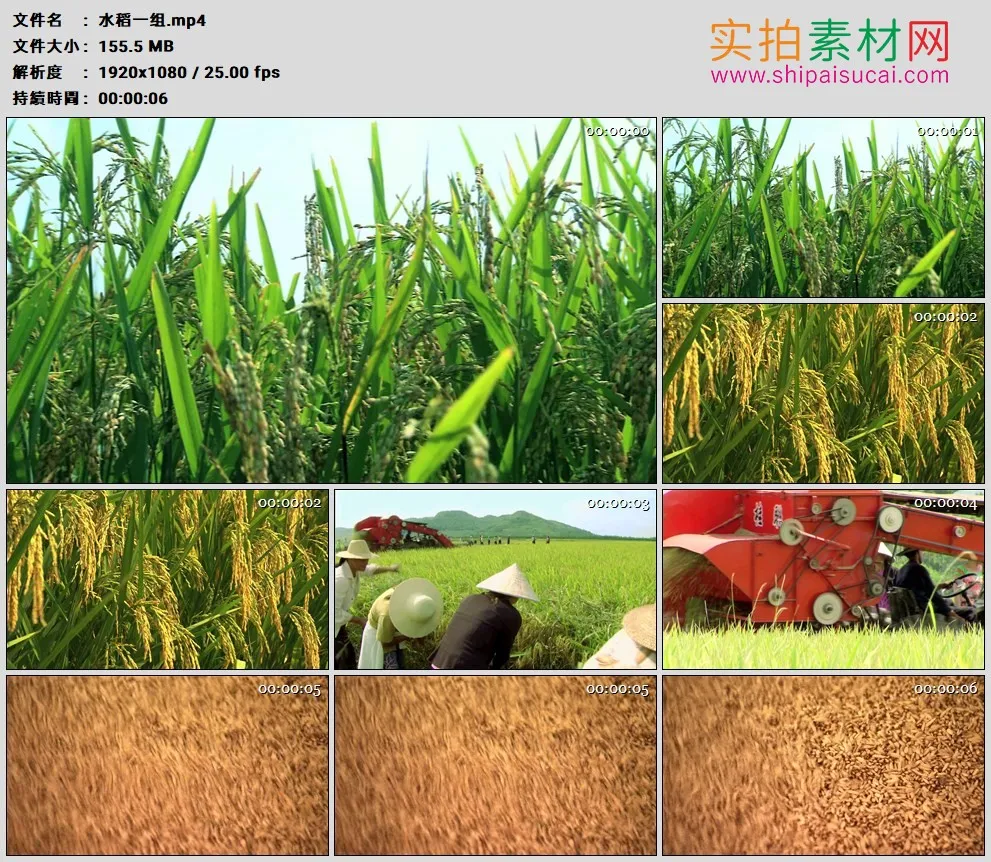 高清实拍视频素材丨稻田里的水稻 及水稻收割视频素材一组