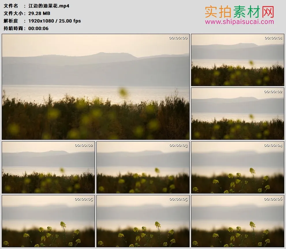 高清实拍视频素材丨江边的油菜花