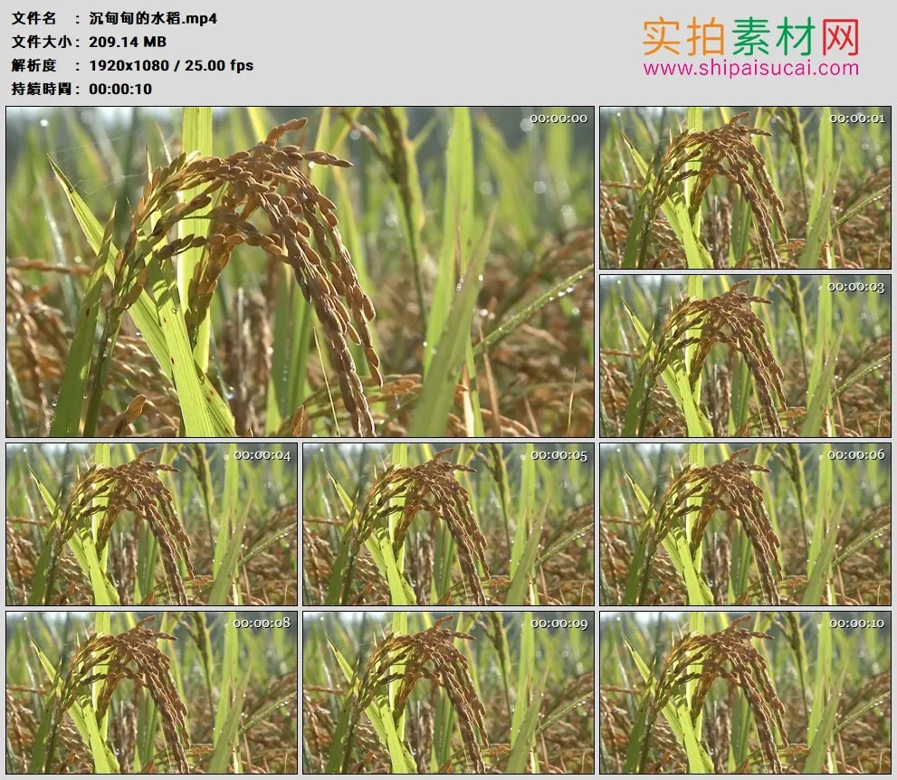 高清实拍视频素材丨特写稻田里沉甸甸的水稻稻穗