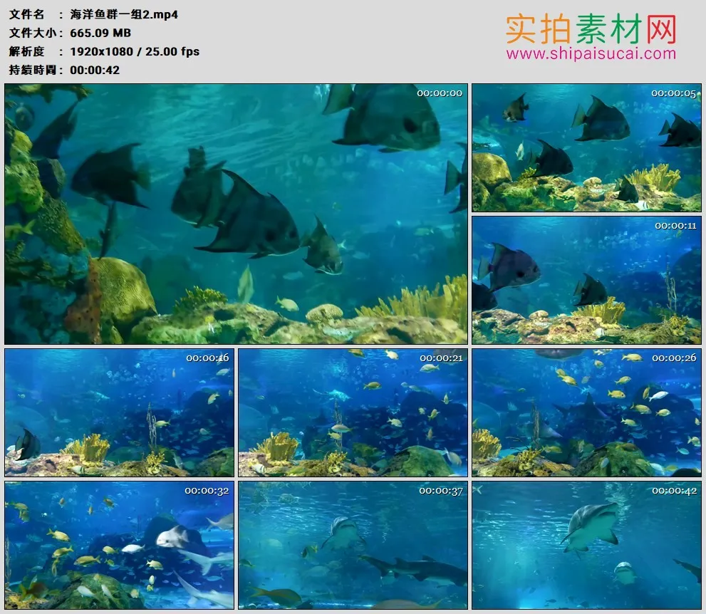高清实拍视频素材丨海洋鱼群一组2