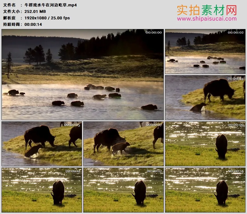 高清实拍视频素材丨牛群戏水牛在河边吃草