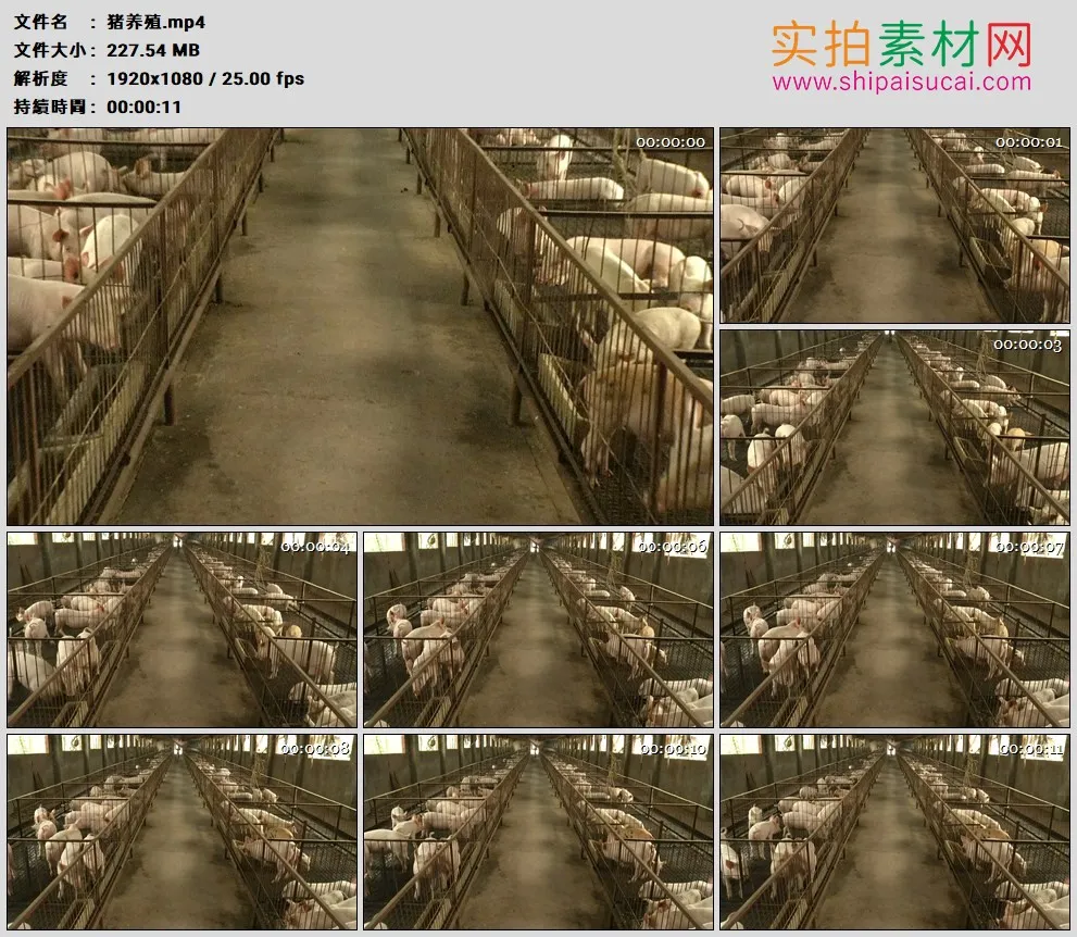 高清实拍视频素材丨养殖场猪崽养殖