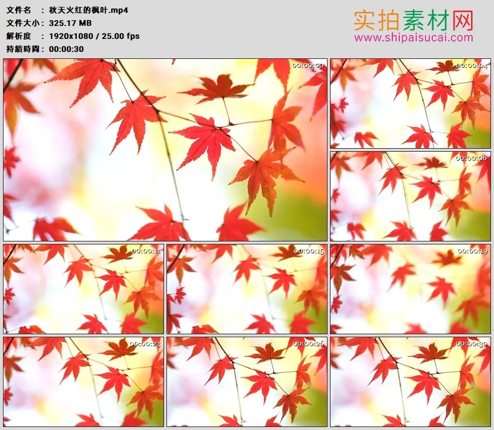 高清实拍视频素材丨秋天火红的枫叶