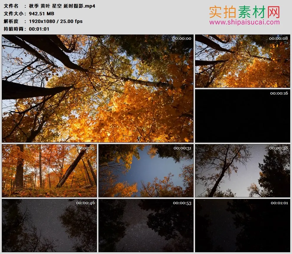 高清实拍视频素材丨秋季 黄叶 星空 延时摄影