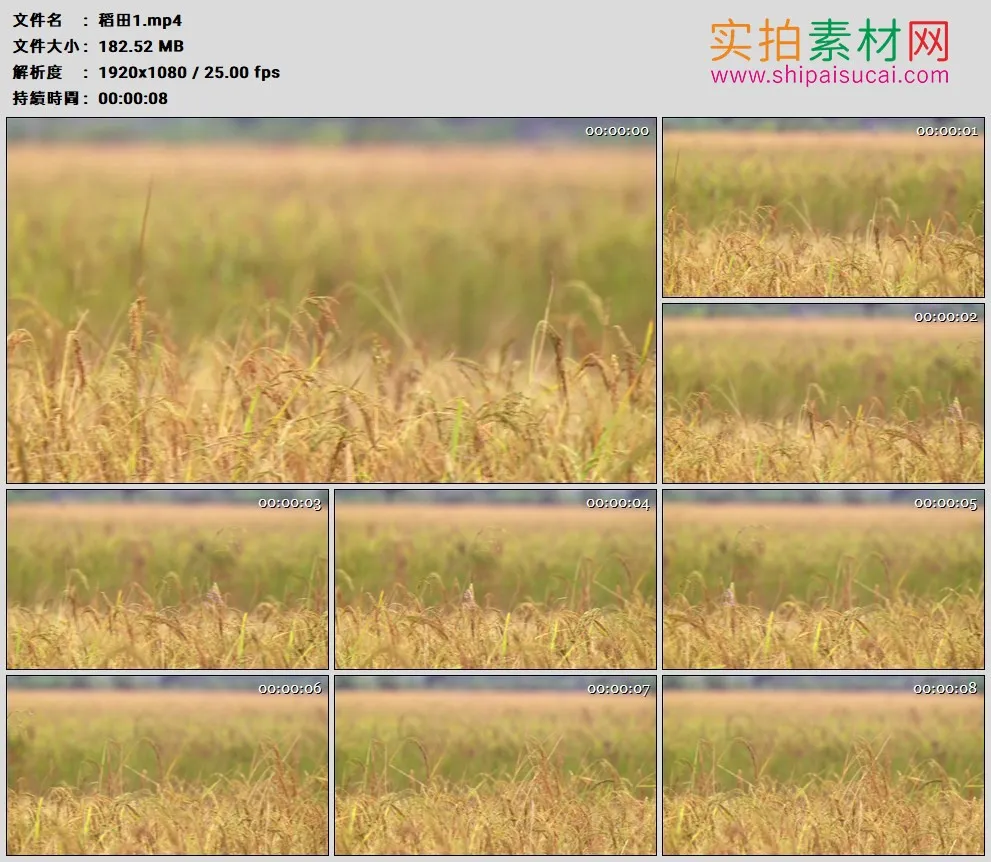 高清实拍视频素材丨特写稻田里金黄的稻穗