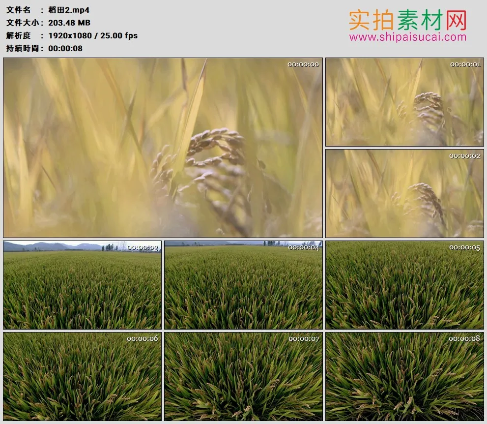 高清实拍视频素材丨一片稻田里摇摆的水稻稻穗