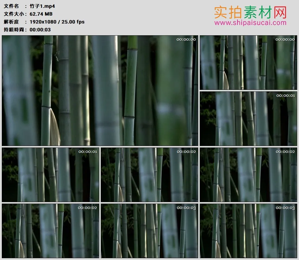高清实拍视频素材丨竹子1