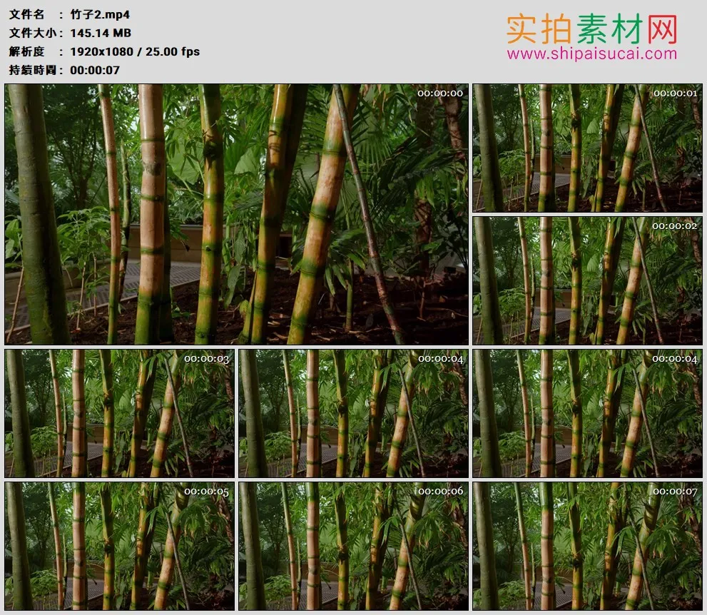 高清实拍视频素材丨竹子2