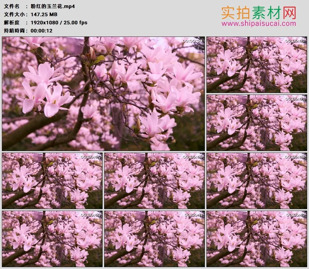 高清实拍视频素材丨粉红的玉兰花——紫玉兰