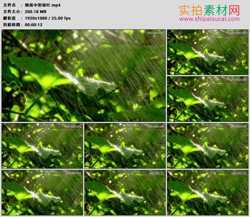 高清实拍视频素材丨细雨中的绿叶